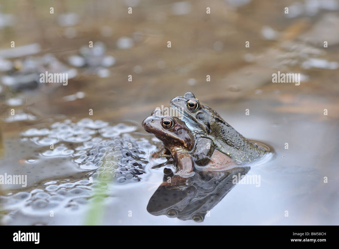 Paar der Europäischen Frösche (Rana Temporaria) Paarung im Wasser einer Pfütze im Frühling Stockfoto