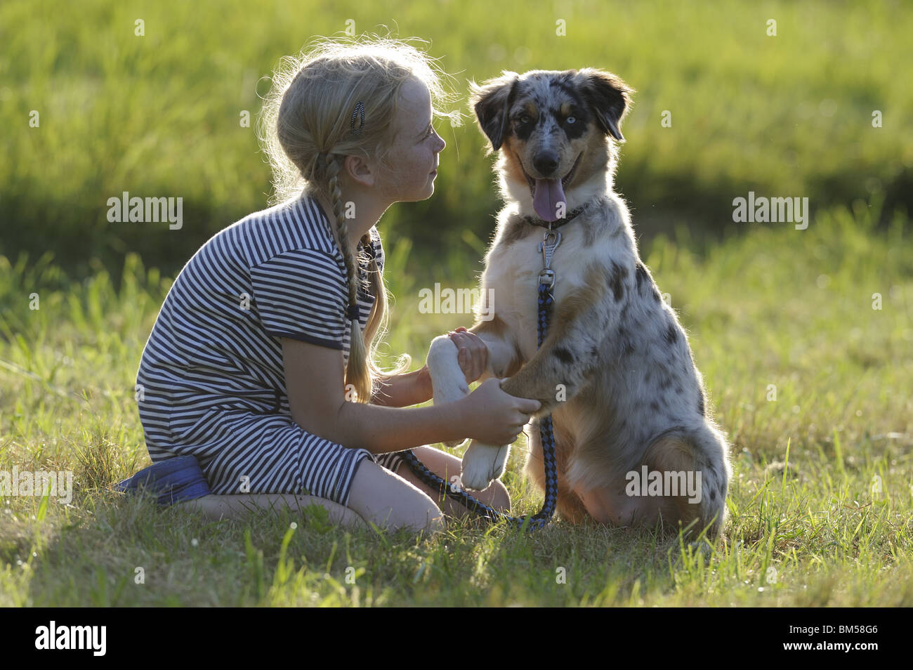 Australian Shepherd (Canis Lupus Familiaris). Junges Mädchen sitzt neben jungen Hund auf einer Wiese. Stockfoto