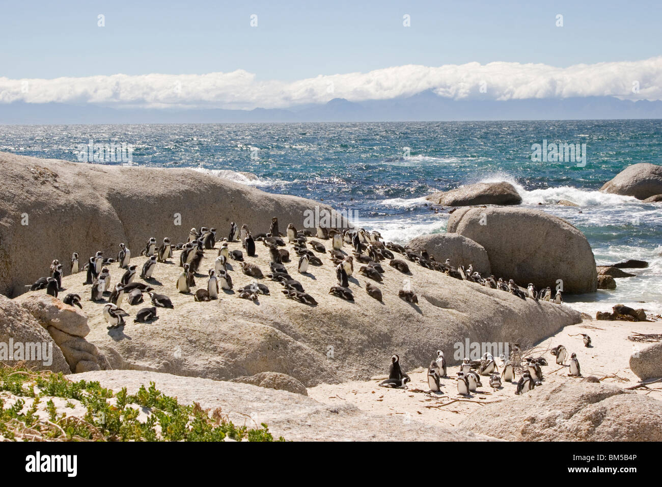 Black footed Pinguine am Boulders Beach, Südafrika / Spheniscus Demersus Stockfoto