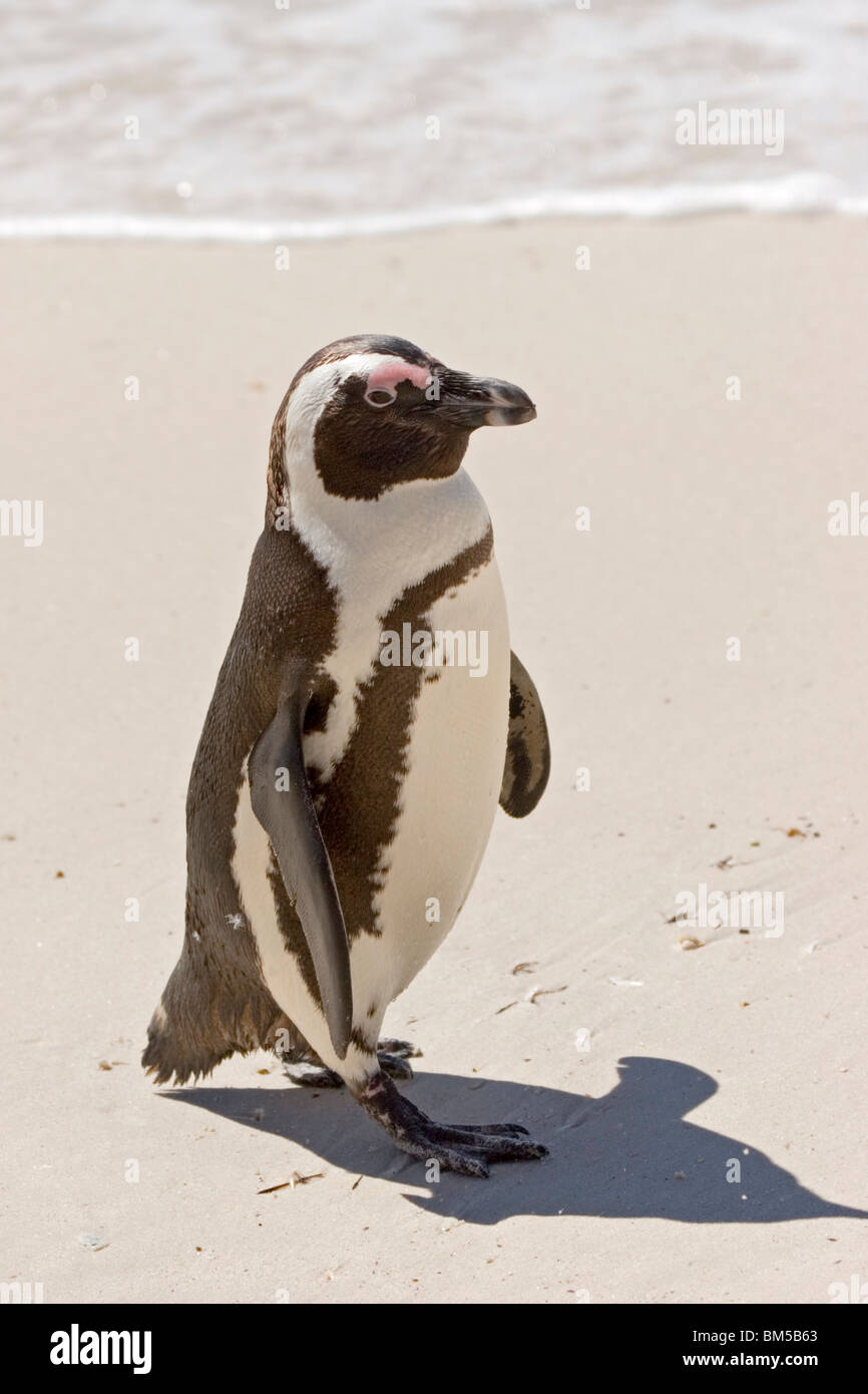 Black footed Pinguin auf einem Sandstrand, Südafrika / Spheniscus Demersus Stockfoto