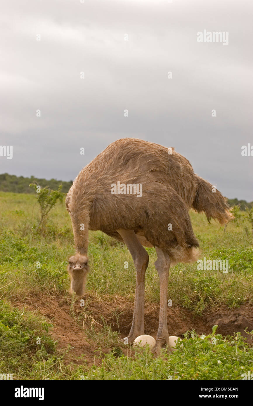 Strauß mit Eiern, Südafrika / Struthio Camelus Stockfoto