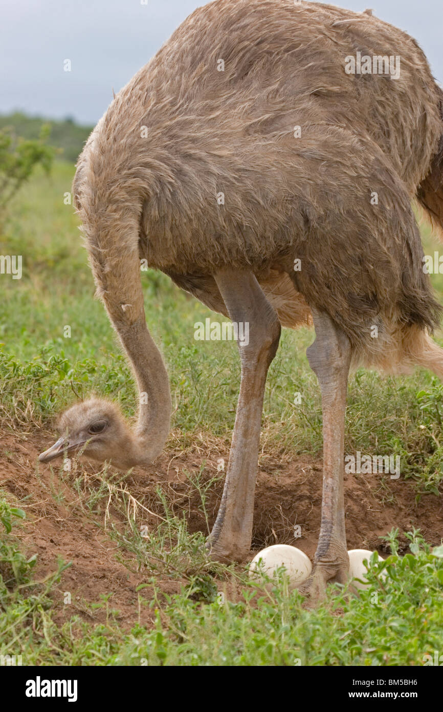 Strauß mit Eiern, Südafrika / Struthio Camelus Stockfoto