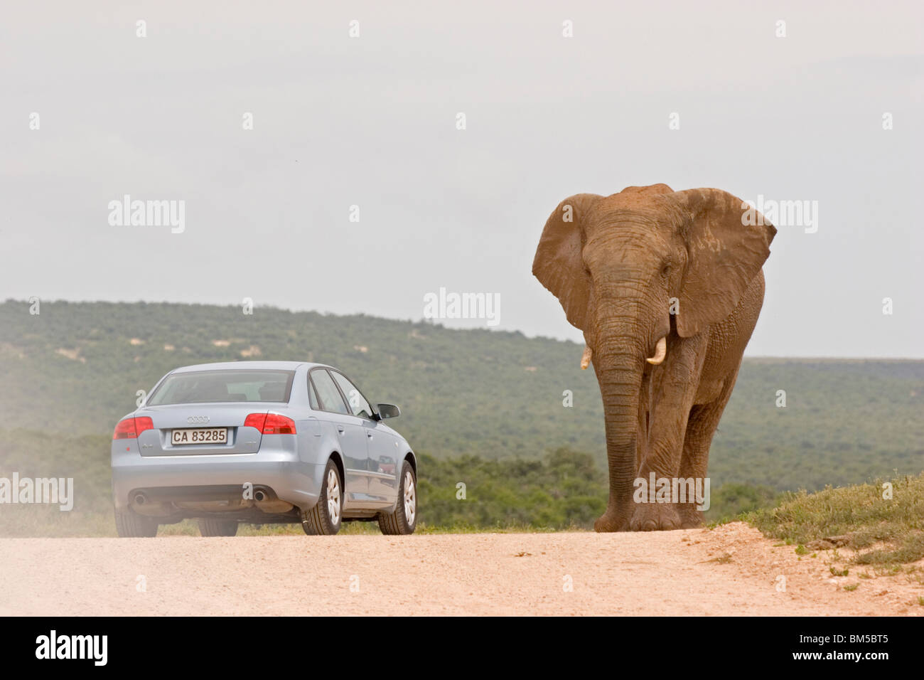 Afrikanische Elefanten auf einer Straße, Südafrika / Loxodonta Africana Stockfoto
