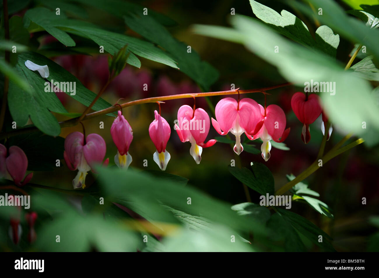 Tränendes Herz Blumen in voller Blüte im Frühjahr in Großbritannien UK - Dicentra Spectacbilis oder Leier Blume Stockfoto