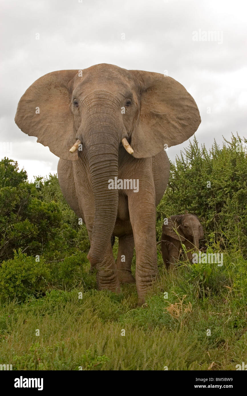 Afrikanischer Elefant mit Jungtier, Südafrika / Loxodonta Africana Stockfoto