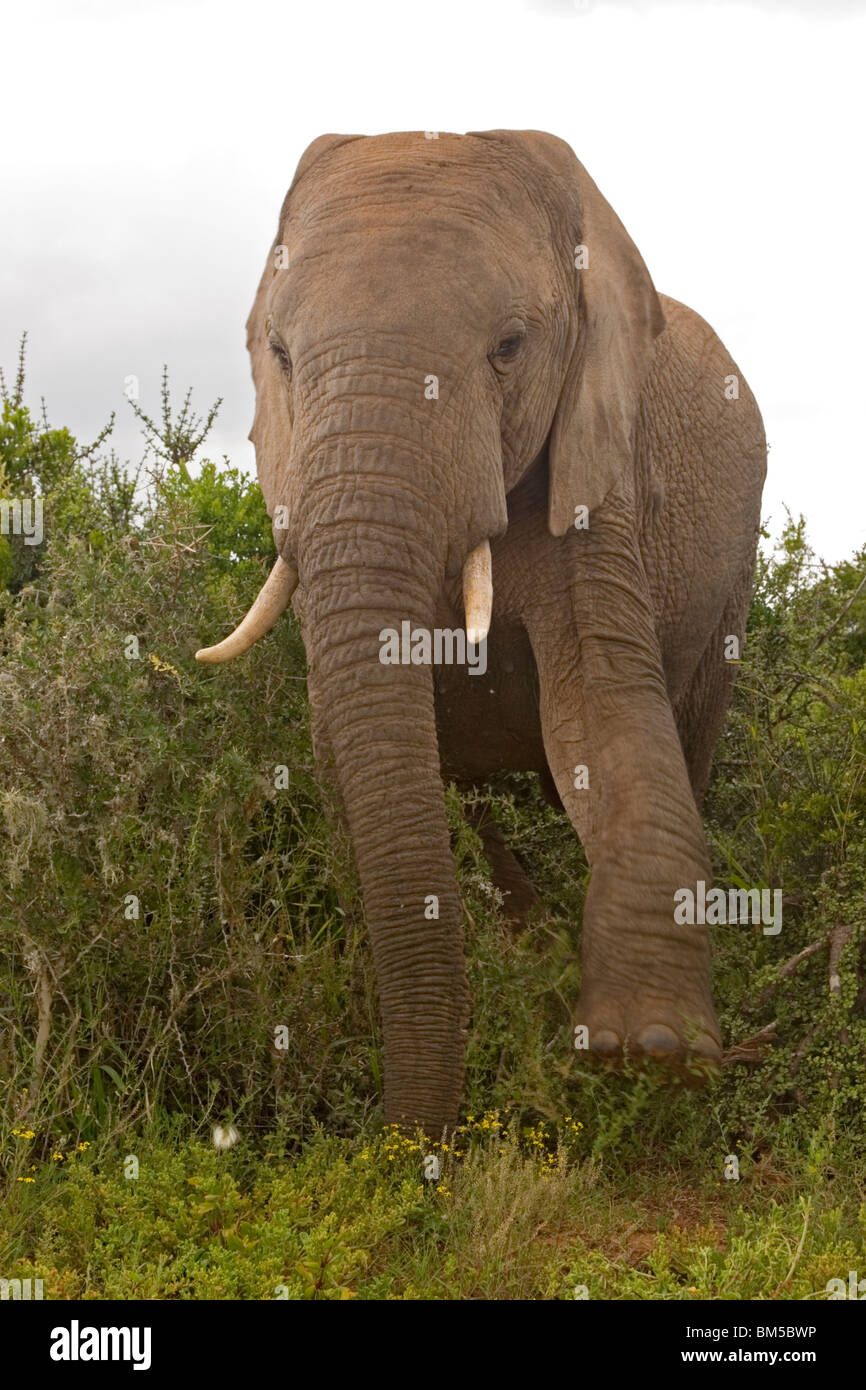 Afrikanischer Elefant, Südafrika / Loxodonta Africana Stockfoto