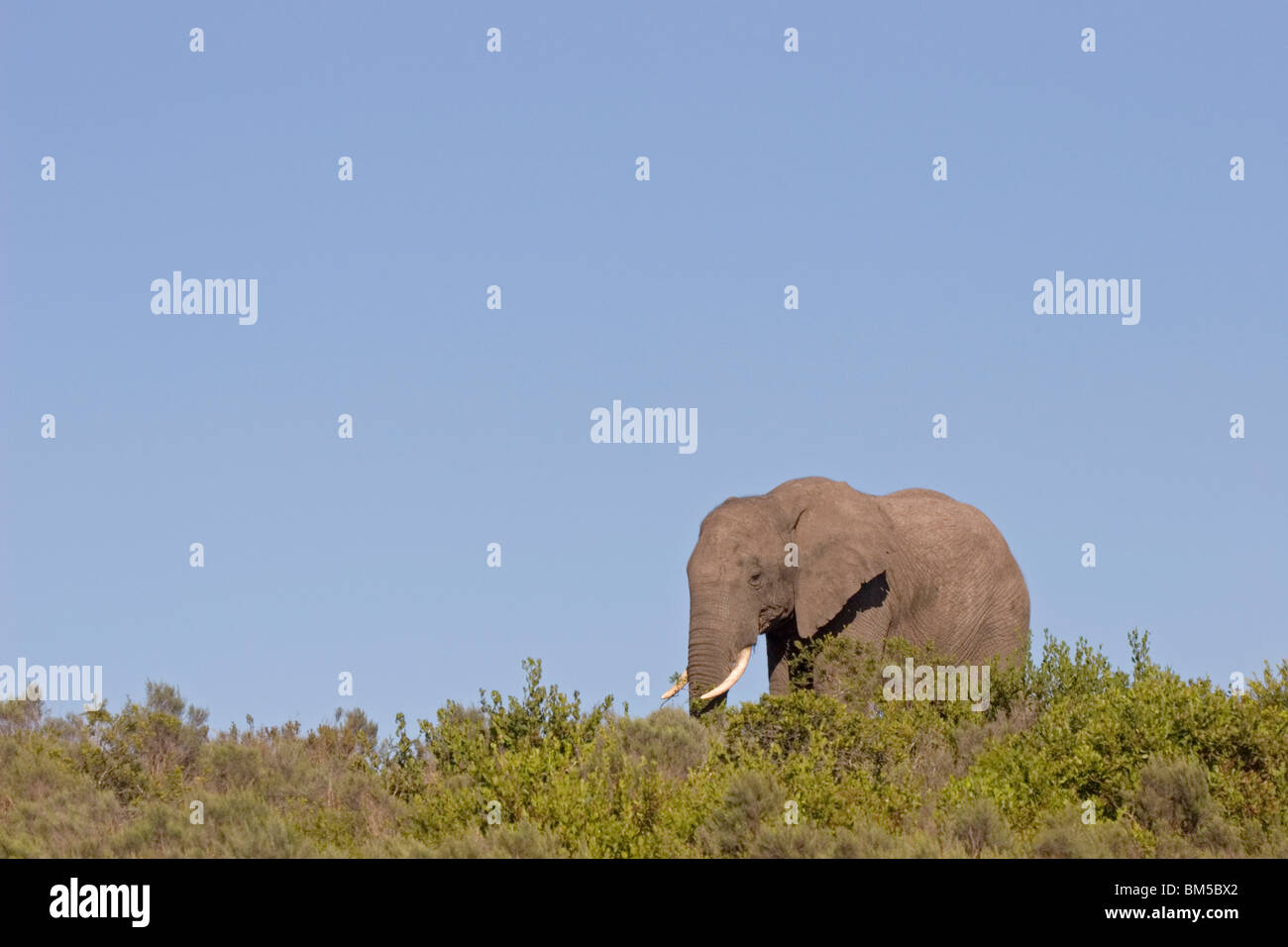 Afrikanischer Elefant mit blauem Himmel, Südafrika / Loxodonta Africana Stockfoto