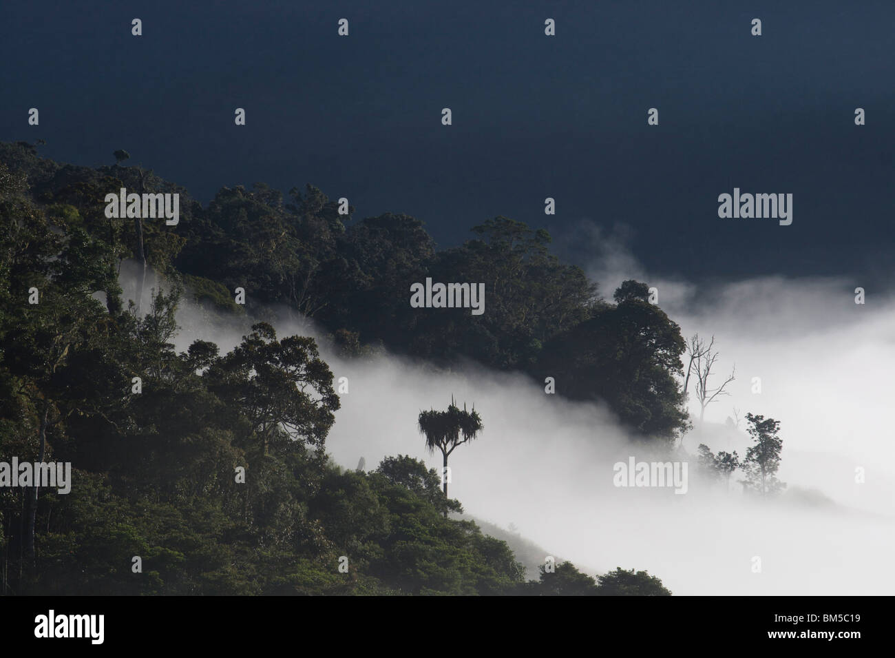 Nebel Aufrollen der Hügel Myola, entlang der Kokoda Trail, Papua New Guinea Stockfoto