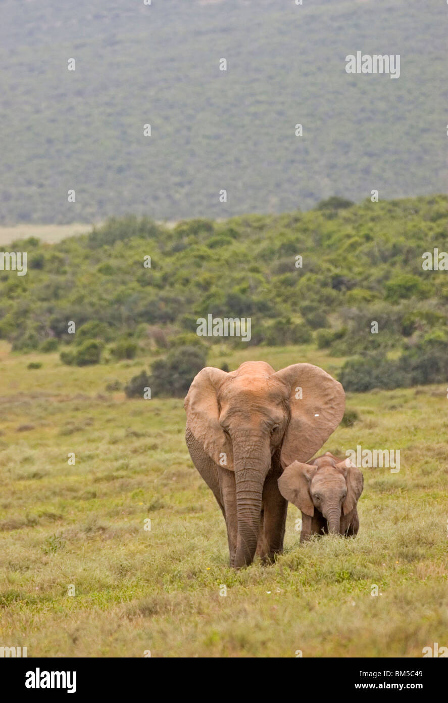 Afrikanischer Elefant mit Jungtier, Südafrika / Loxodonta Africana Stockfoto