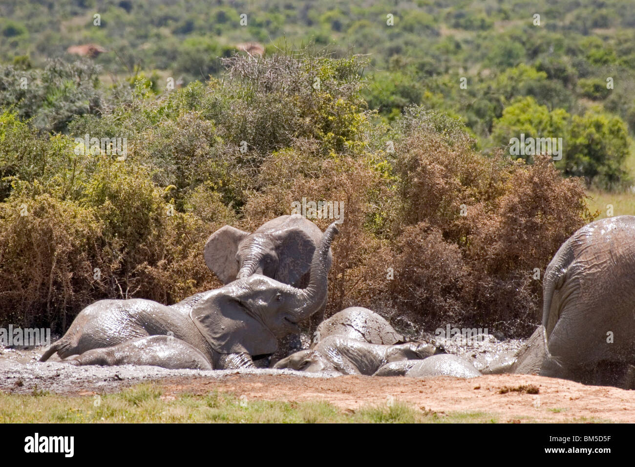 Afrikanische Elefanten, Südafrika Baden / Loxodonta Africana Stockfoto