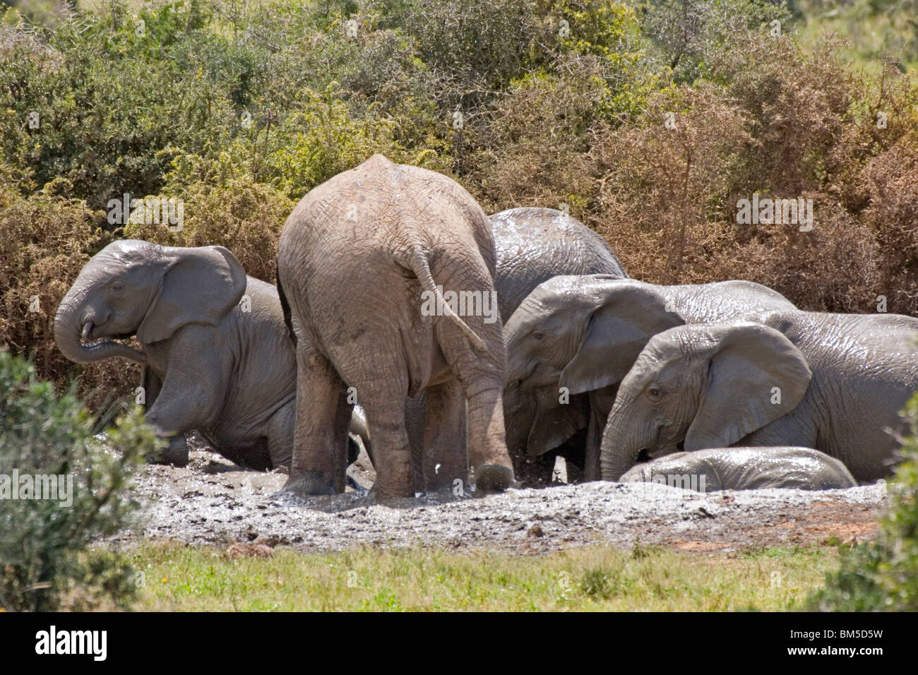 Afrikanische Elefanten, Südafrika Baden / Loxodonta Africana Stockfoto