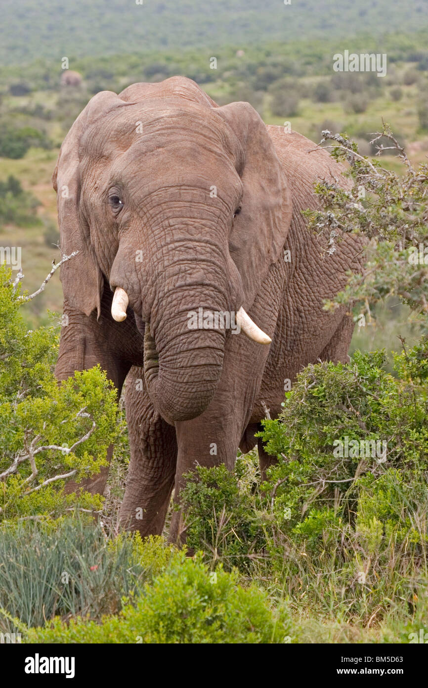 Afrikanischer Elefant, Südafrika Essen / Loxodonta Africana Stockfoto