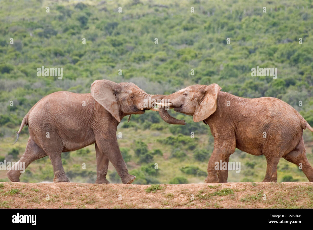 Afrikanische Elefanten kämpfen / Loxodonta Africana Stockfoto