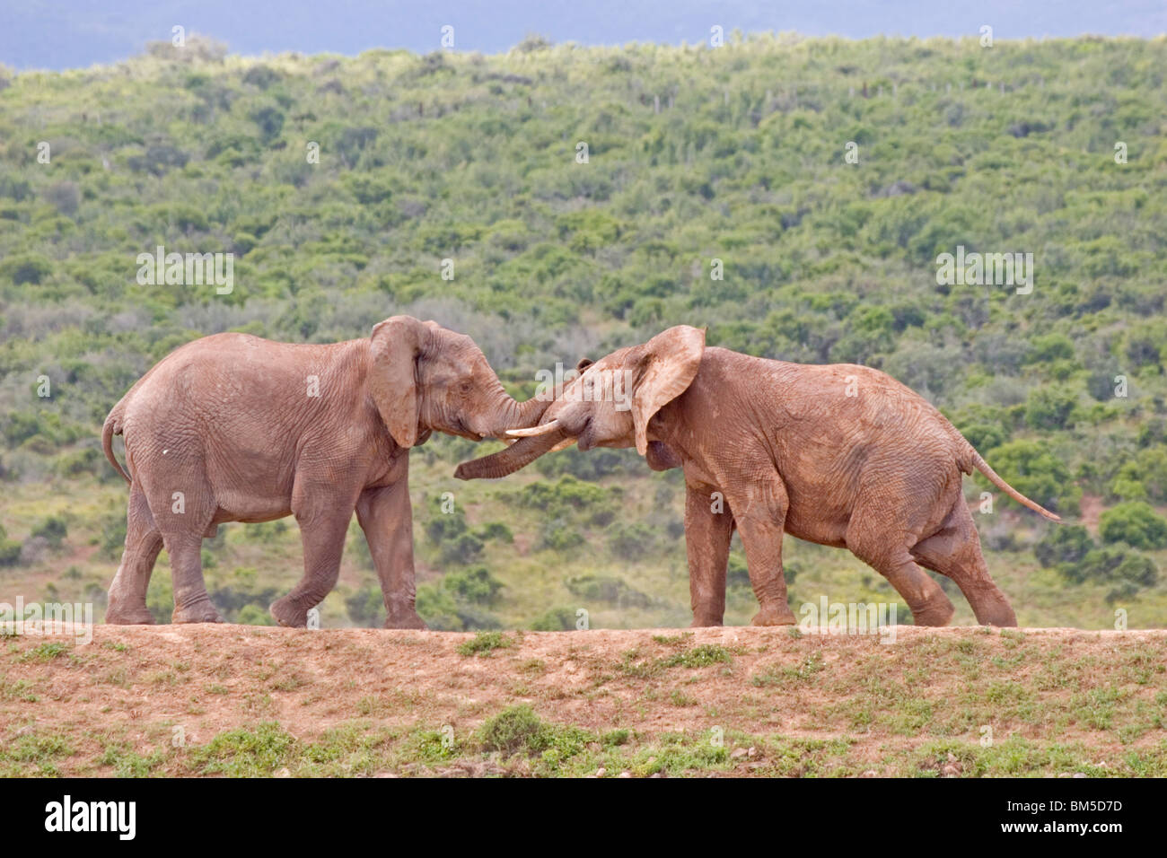 Kampf gegen afrikanische Elefanten, Südafrika / Loxodonta Africana Stockfoto