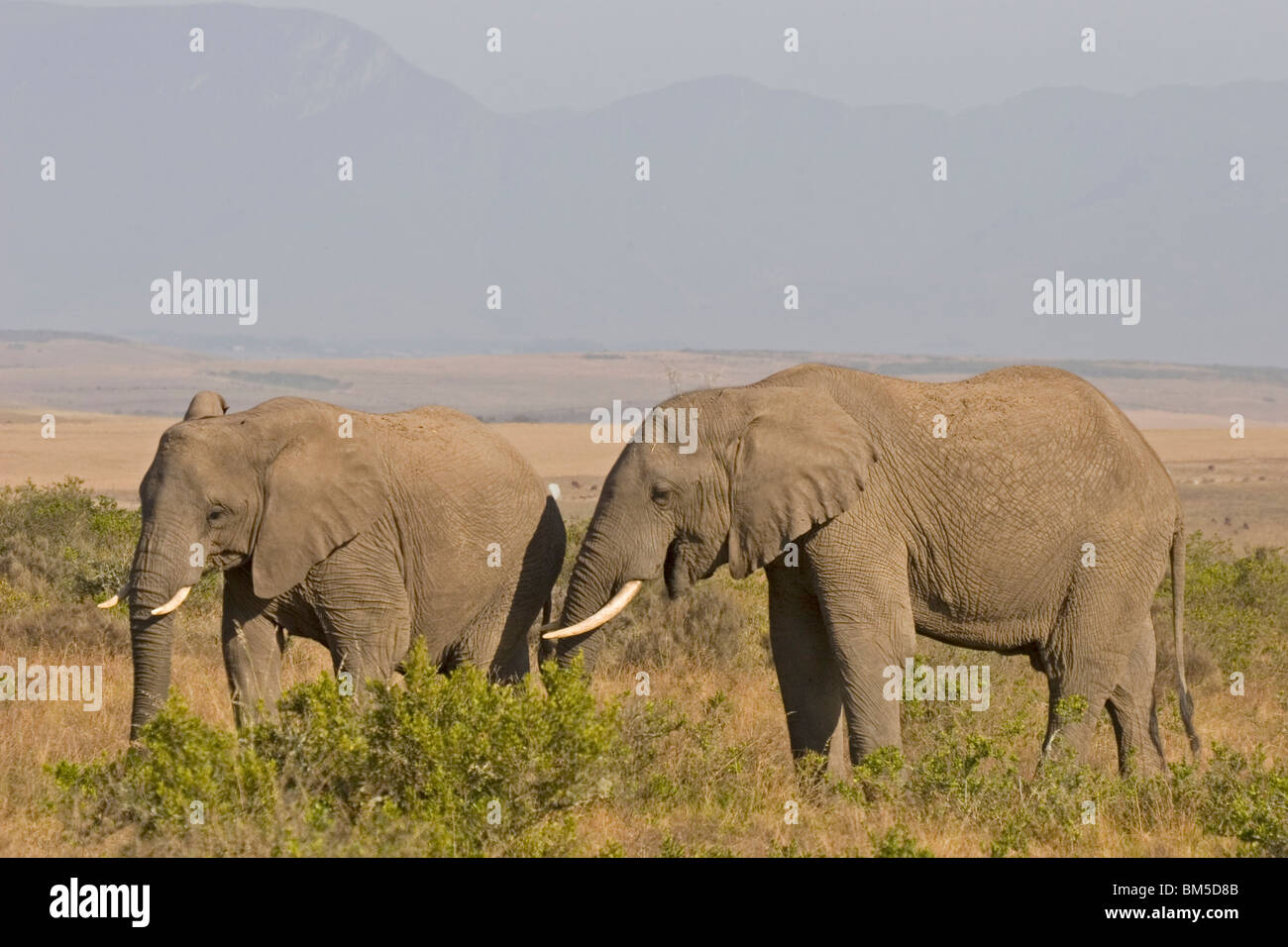 Afrikanische Elefanten, Südafrika / Loxodonta Africana Stockfoto
