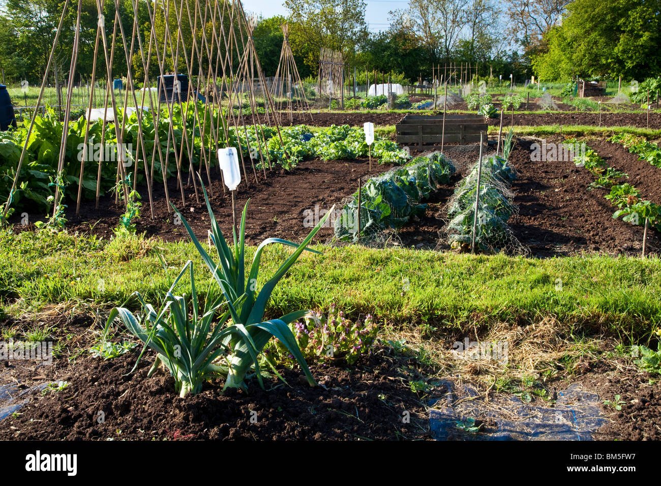 Kleingärten in den freien Gärten auch bekannt als die Jubilee Gardens in großen Somerford, Wiltshire, England, UK Stockfoto