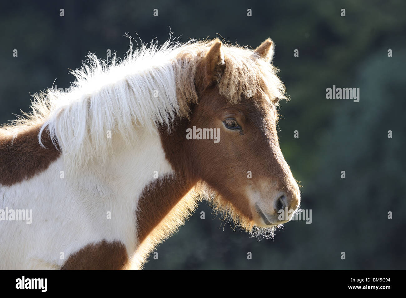 Isländische Pferd (Equus Ferus Caballus), Porträt von Pinto Fohlen. Stockfoto