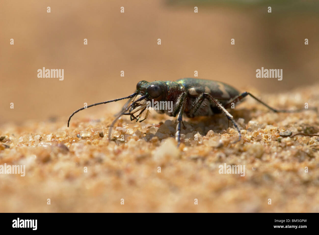 Tiger Beetle Stockfoto