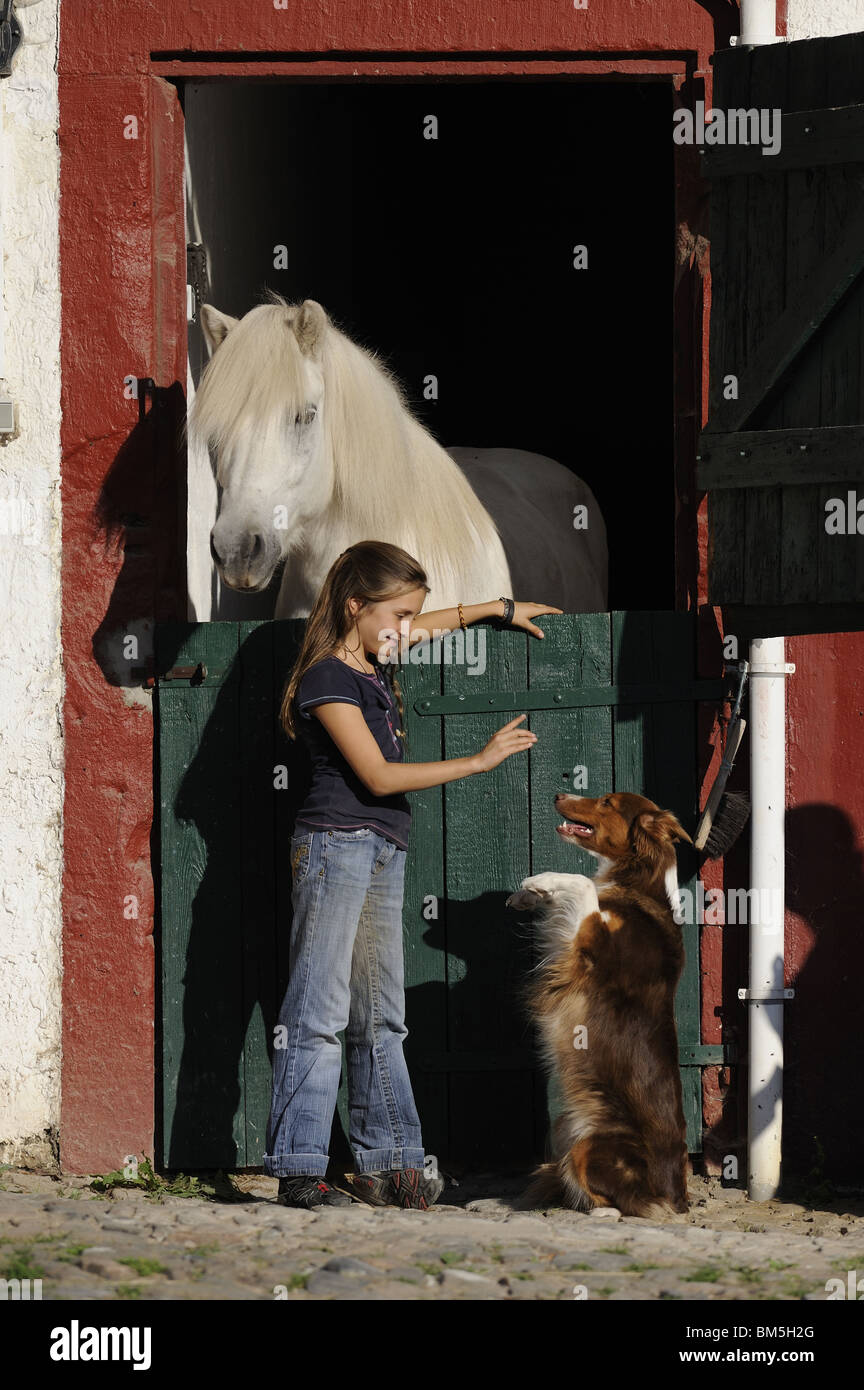 Isländische Pferd (Equus Ferus Caballus), Australian Shepherd (Canis Lupus Familiaris) und ein junges Mädchen vor einem Stall. Stockfoto