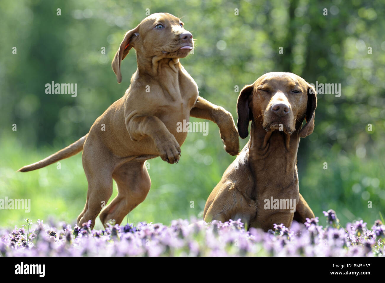 Kurzhaar Magyar Vizsla (Canis Lupus Familiaris). Welpen spielen neben männlich auf einer blühenden Wiese. Stockfoto