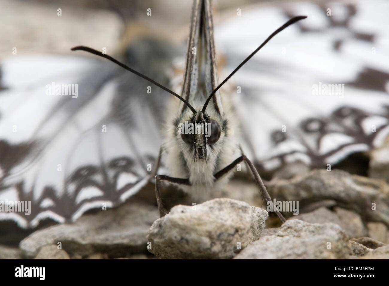 Schachbrettfalter Stockfoto