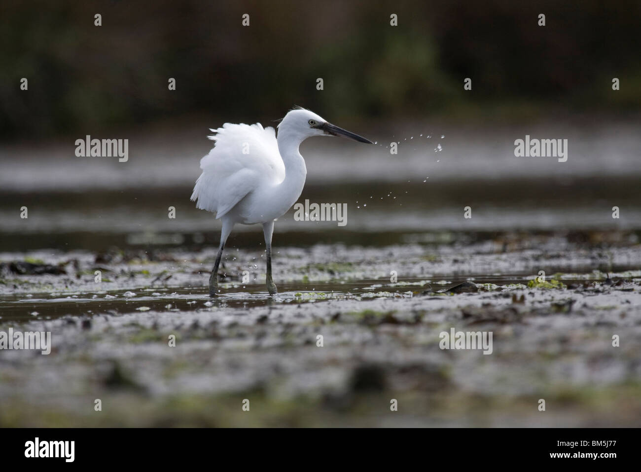 Seidenreiher Stockfoto