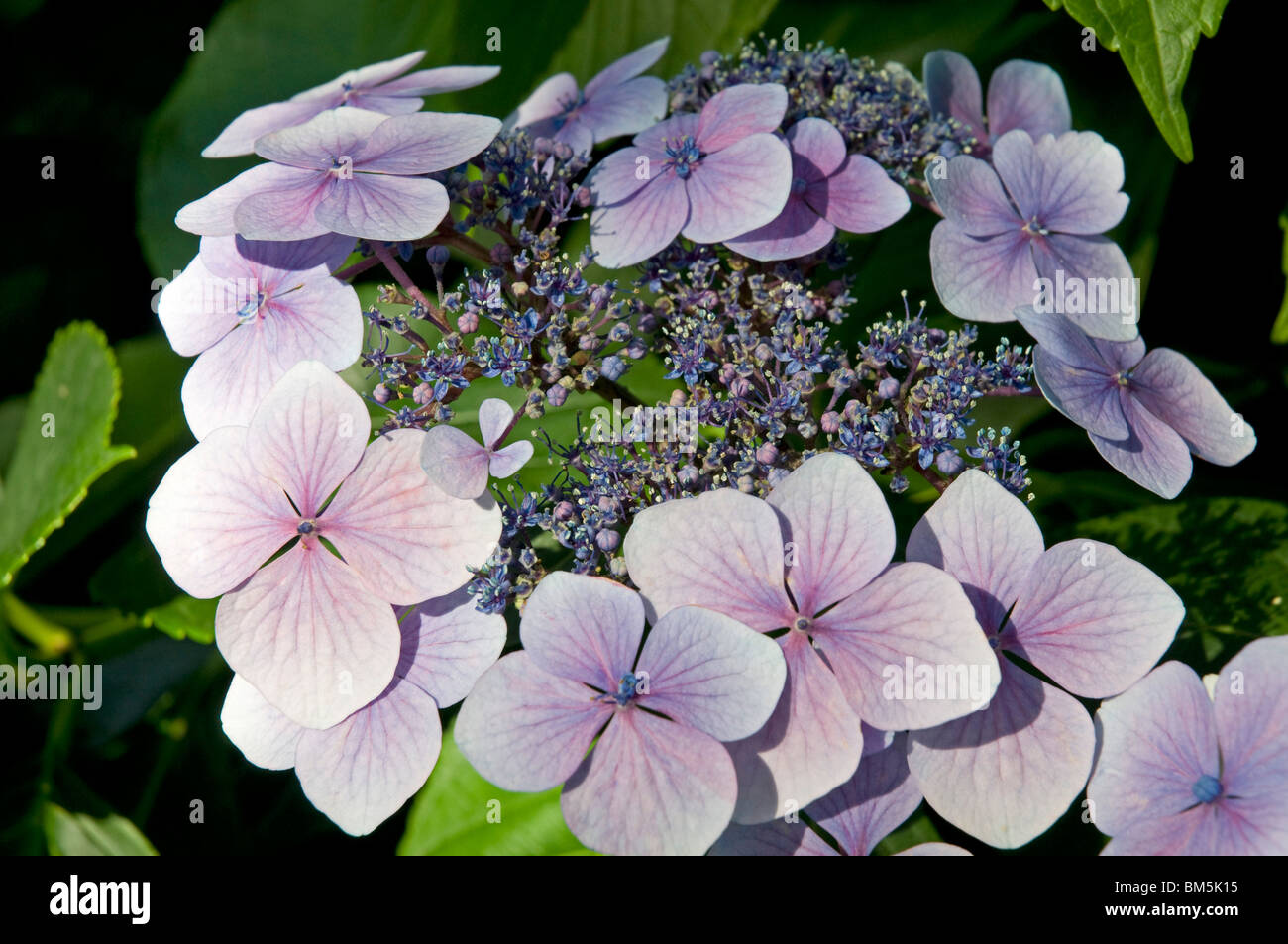 Hydrangea Macrophylla Blue Wave, eines der attraktiven Lacecap-Sorten Stockfoto