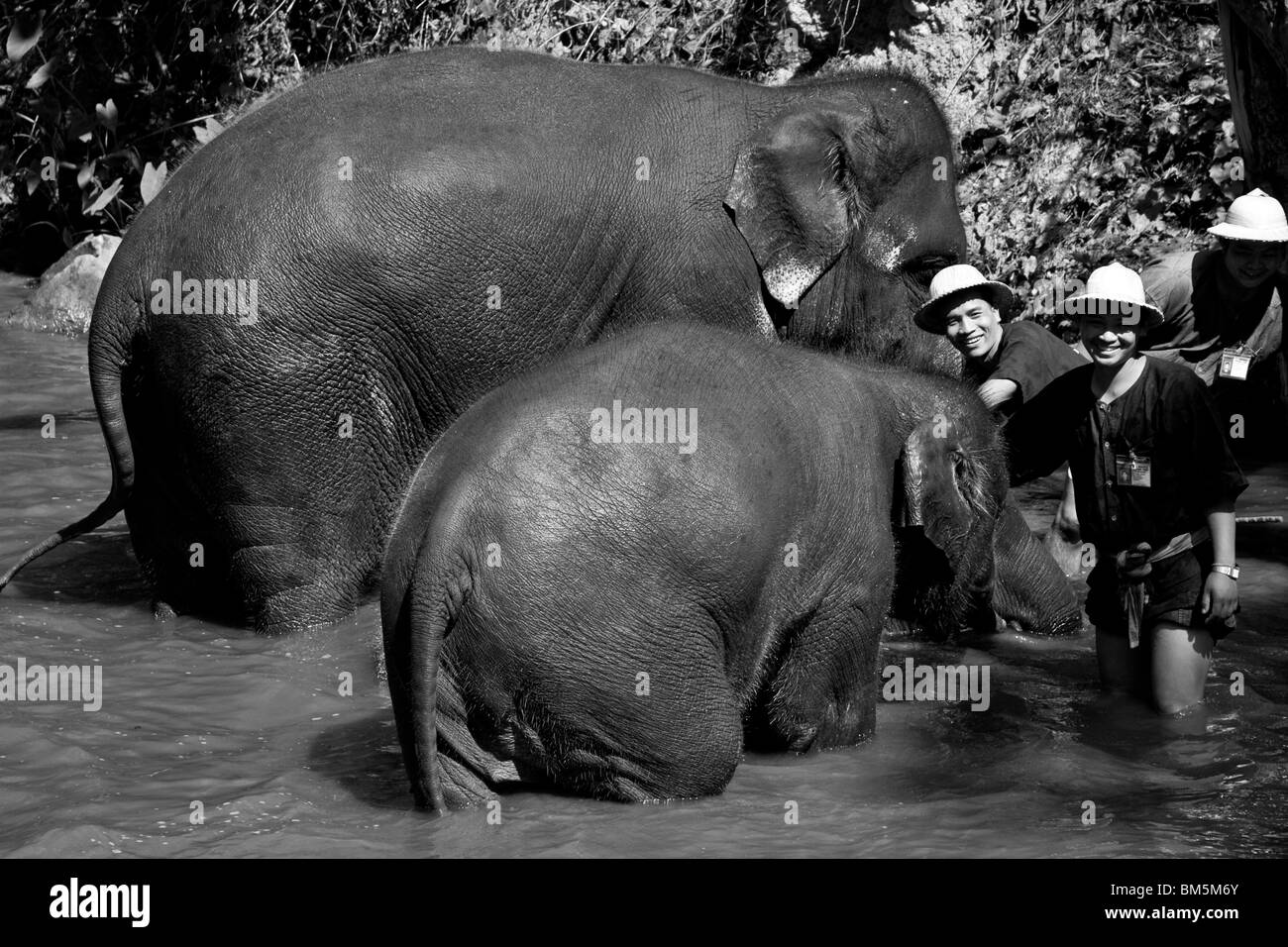 Elefanten waschen im Fluss, Maesa Elephant Camp, Chiang Mai, Thailand Stockfoto