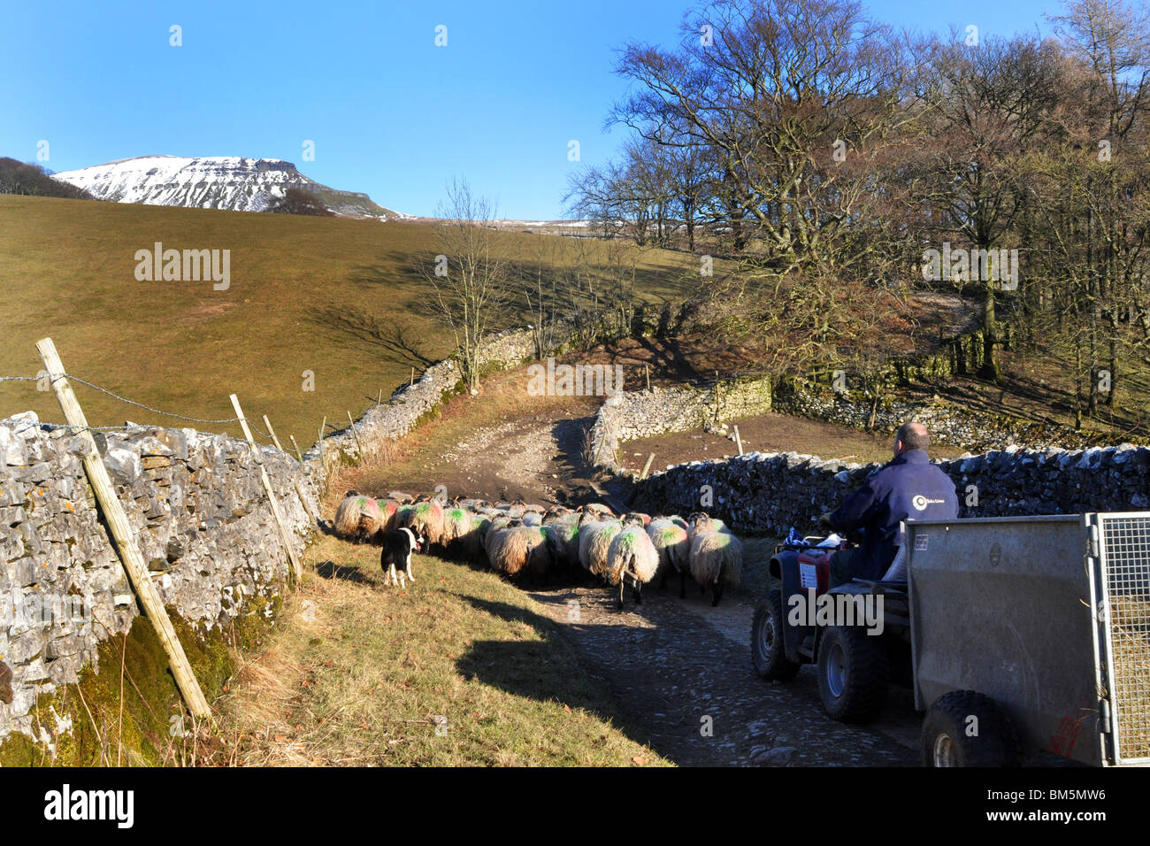Ein Landwirt Herden seine Schafe eine Gasse in der Nähe von Pen-Y-Gent, Yorkshire Dales UK Stockfoto