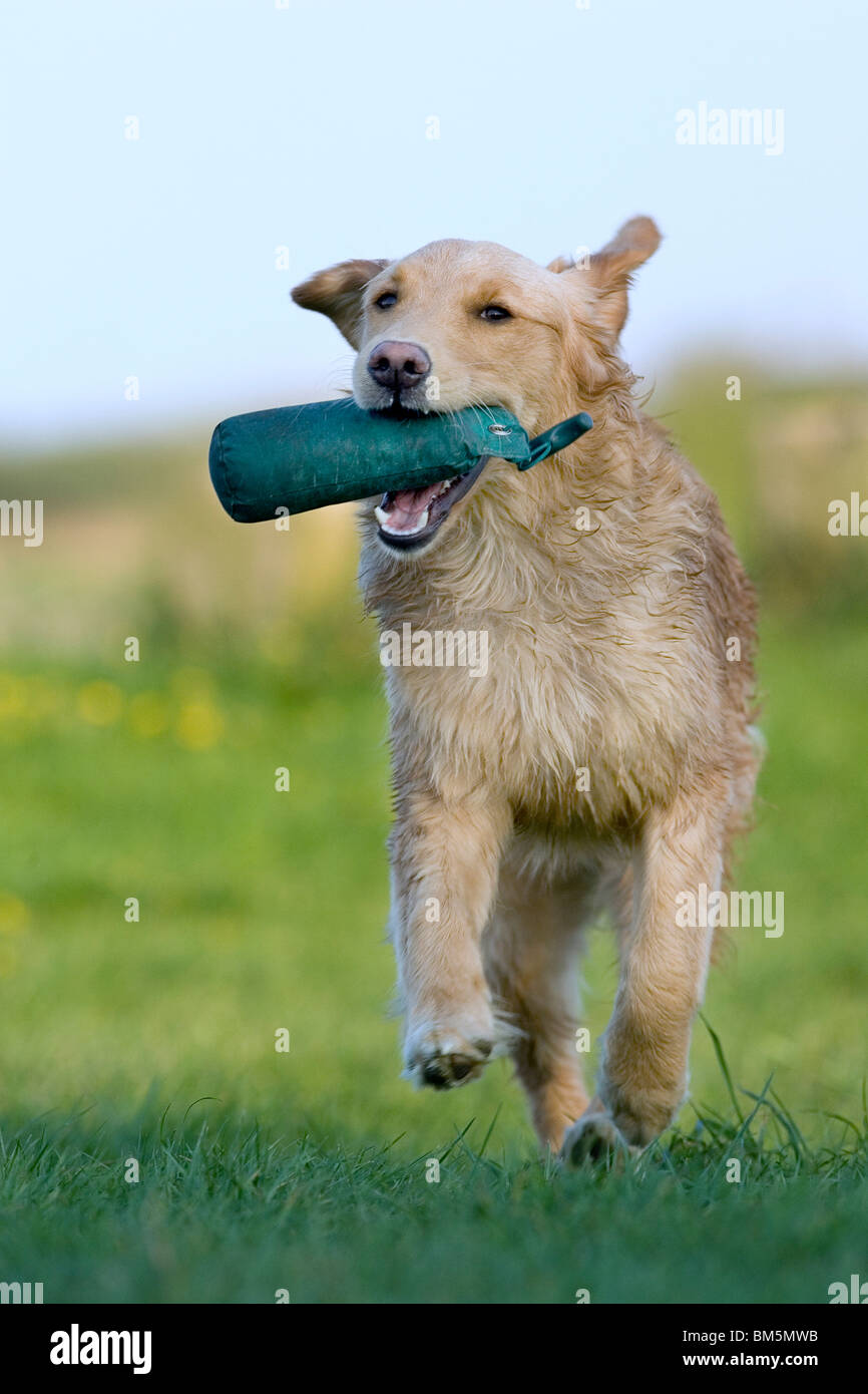 Arbeiten mit Dummy Stockfoto