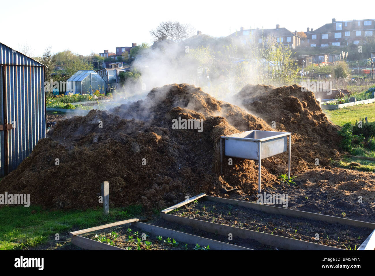 Eine dampfende Haufen Pferdemist auf einer Zuteilung Stockfoto