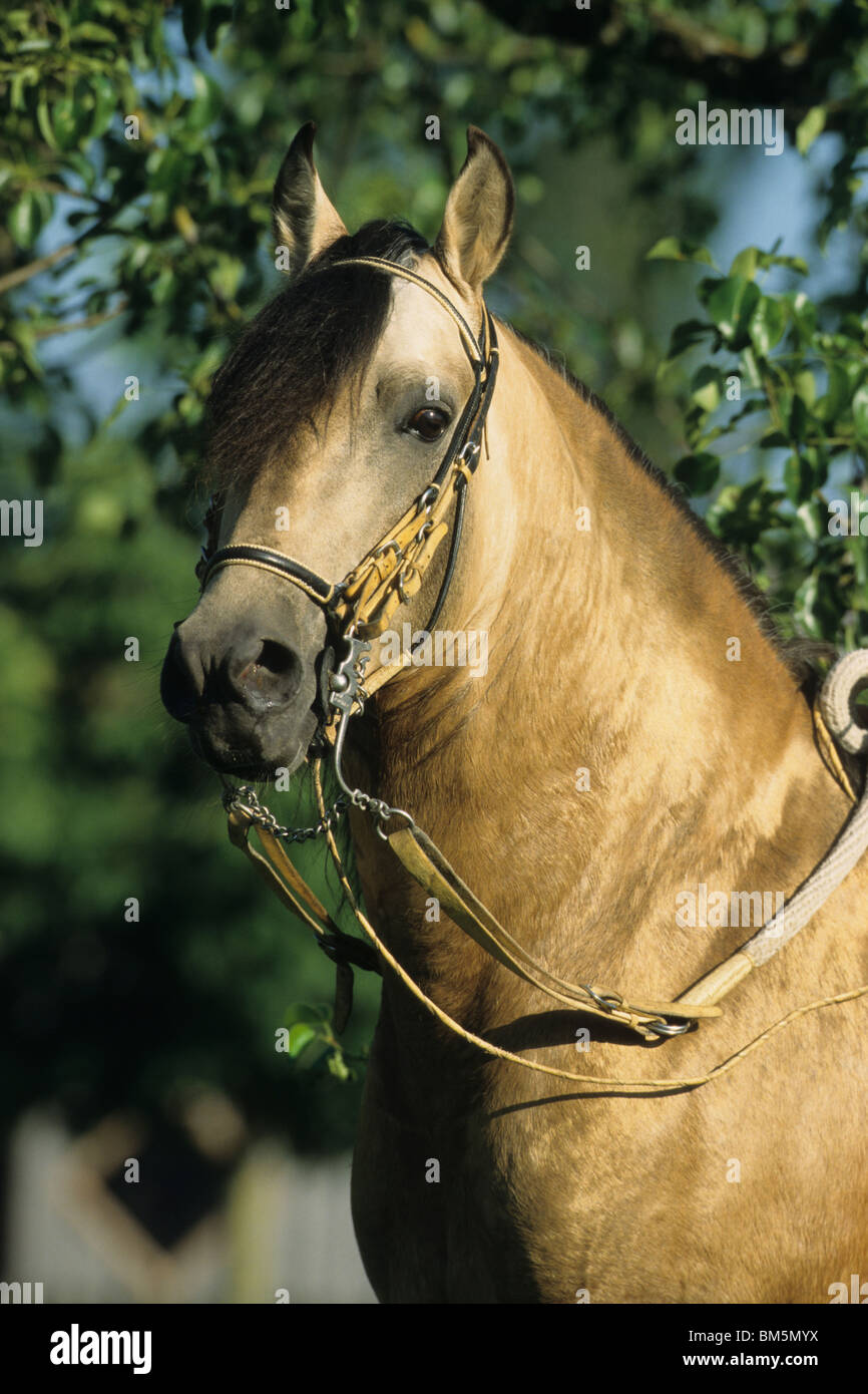 Paso Fino (Equus Ferus Caballus), Portrait eines Hengstes. Stockfoto