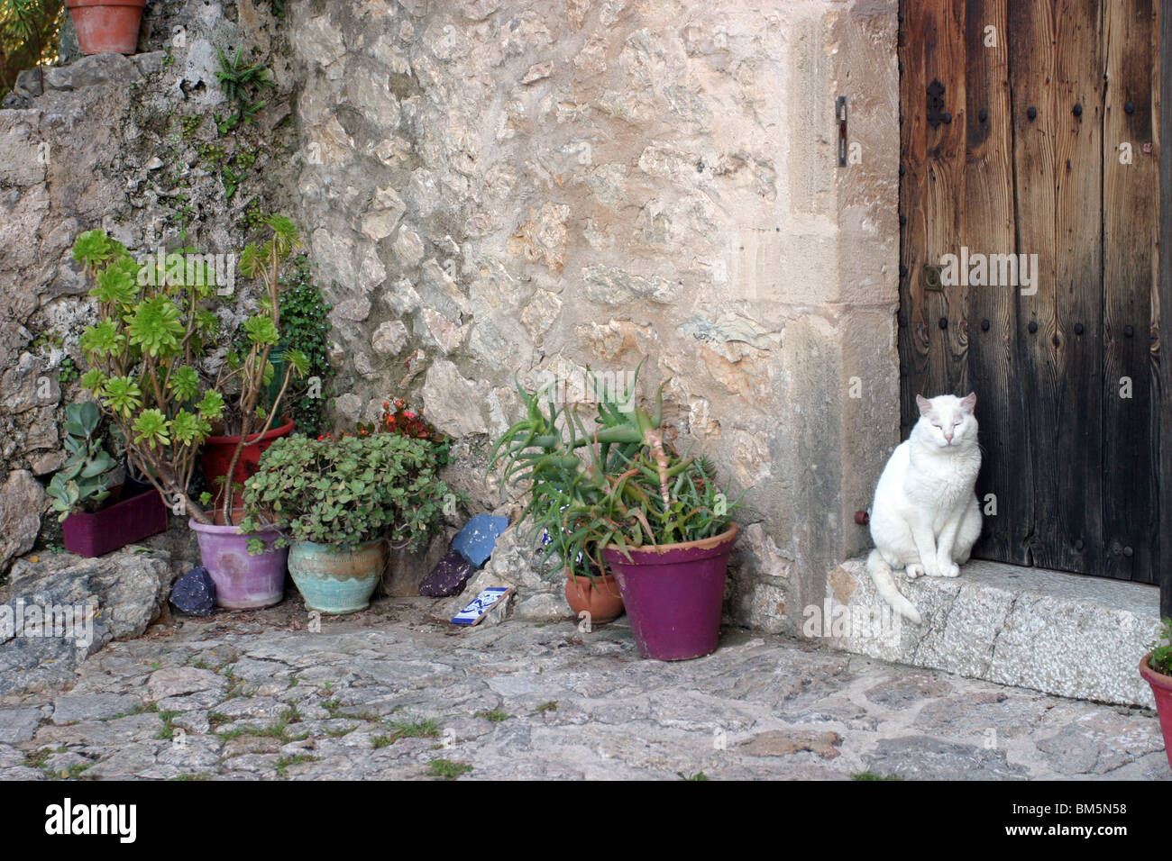 Katze auf einer Haustür Stockfoto