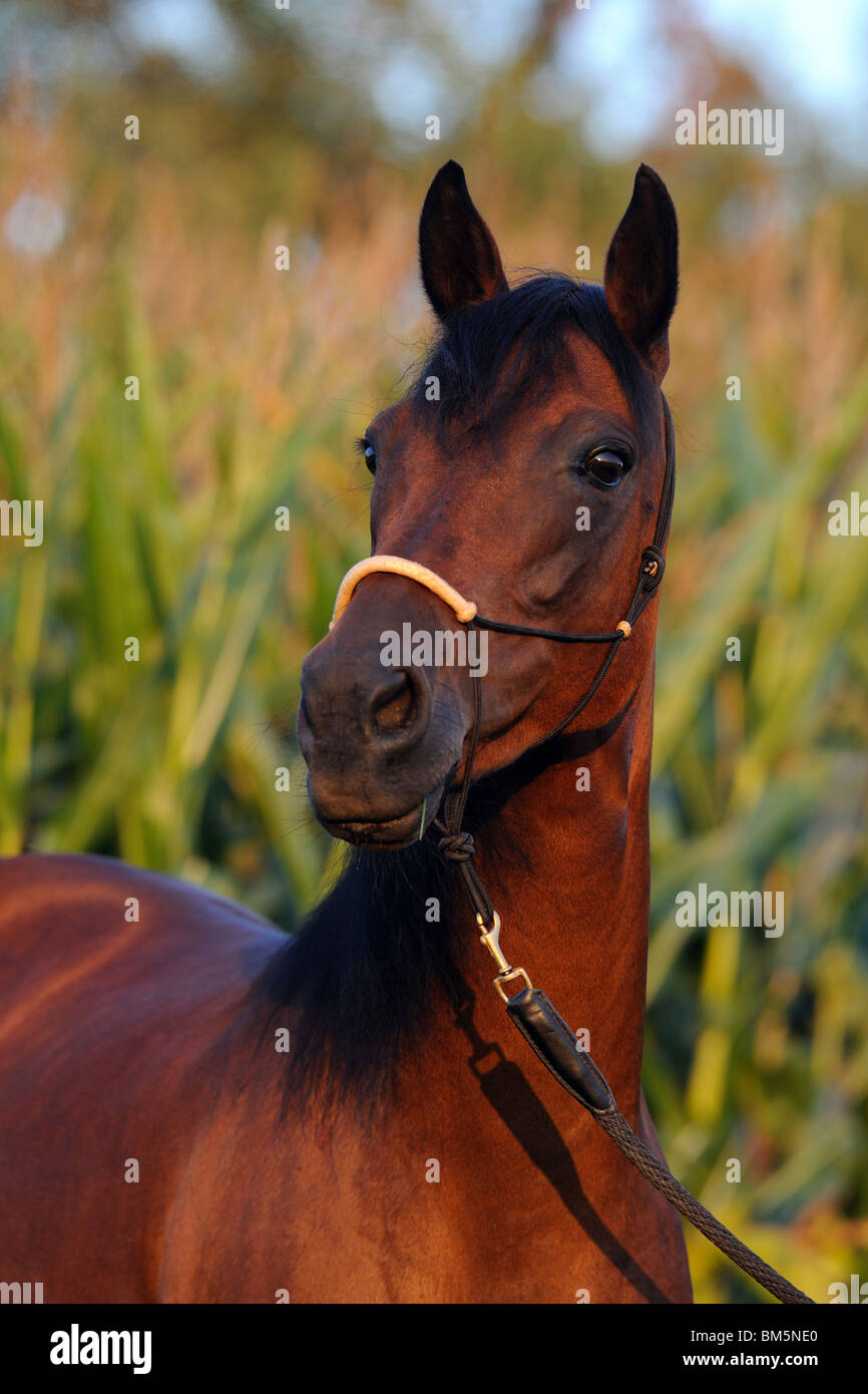 Paso Fino (Equus Ferus Caballus), Portrait. Stockfoto