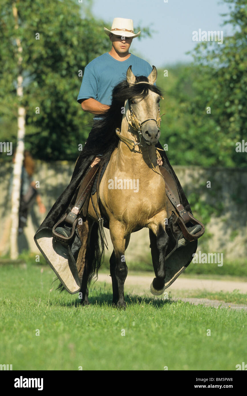 Paso Fino (Equus Ferus Caballus) auf den Tölt mit Fahrer. Stockfoto