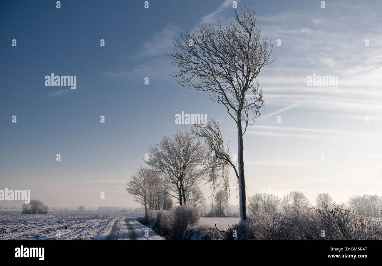 Winterlandschaft mit Schnee bedeckten Baum. Stockfoto