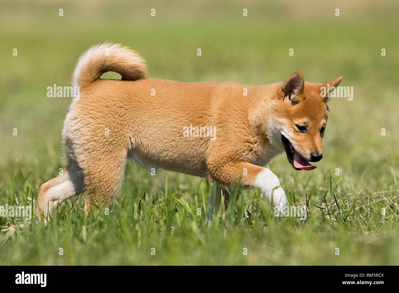 Shiba Inu Welpen Stockfoto