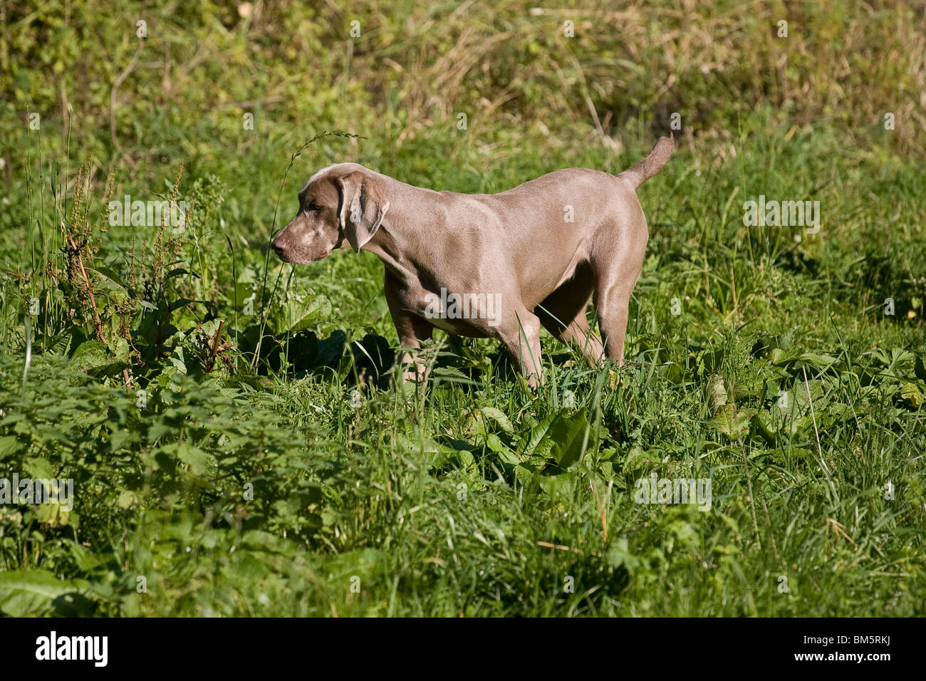 Weimaraner bei der Jagd Stockfoto