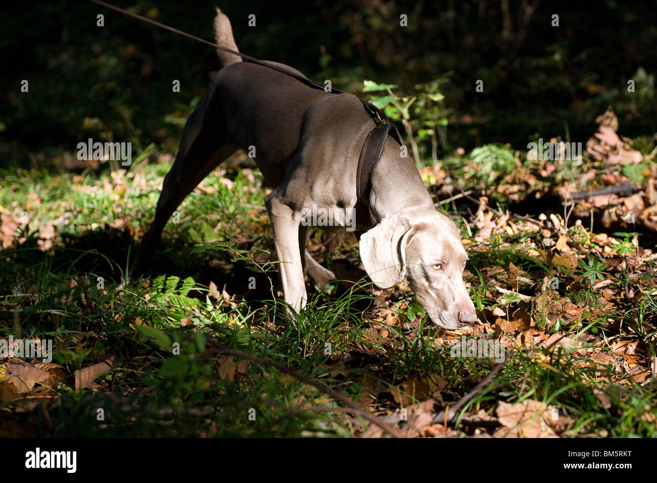 Weimaraner bei der Jagd Stockfoto