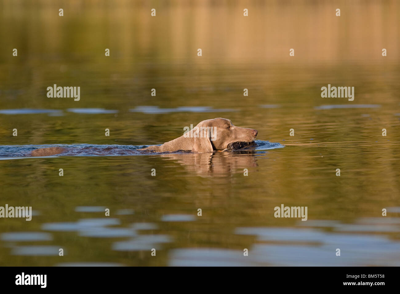 Weimaraner auf Entenjagd Stockfoto