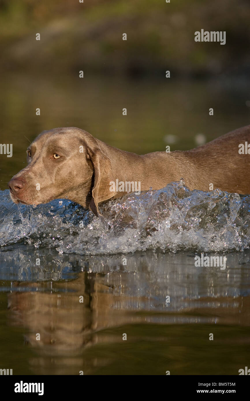 Weimaraner bei der Jagd Stockfoto