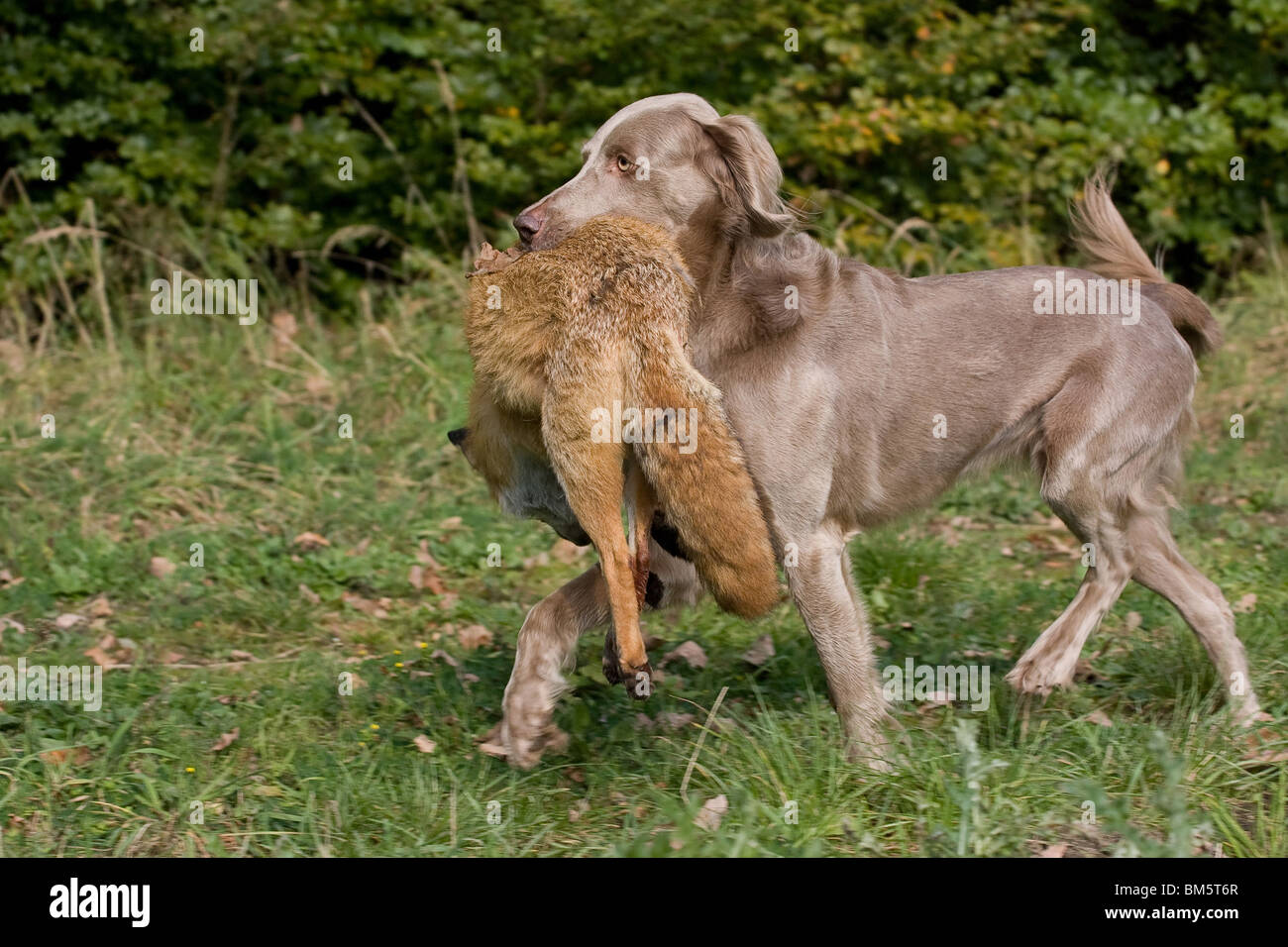 Weimaraner auf Fuchsjagd Stockfoto