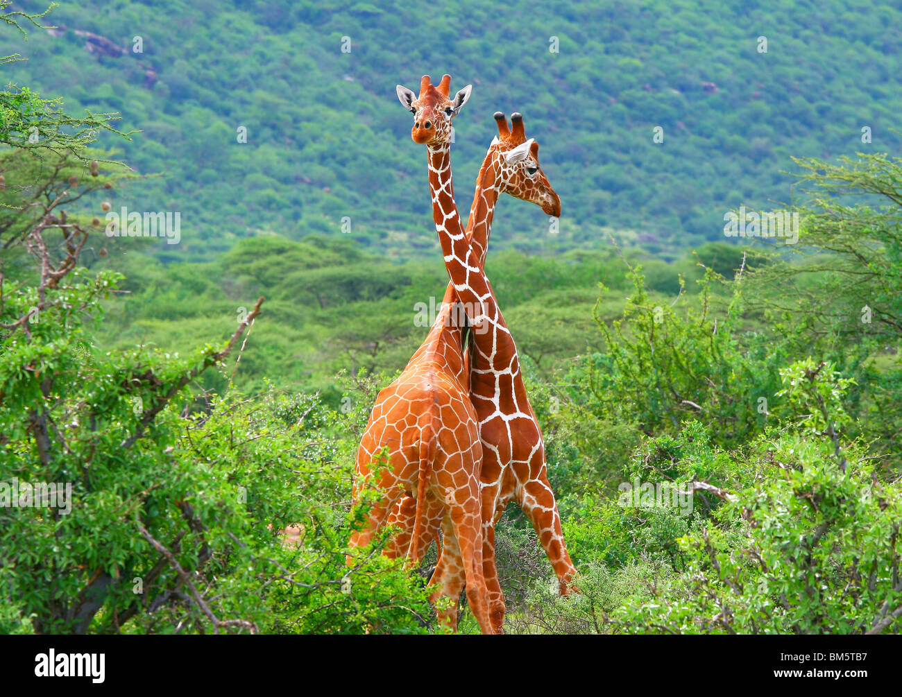 Kampf der zwei Giraffen. Afrika. Kenia. Samburu Nationalpark. Stockfoto
