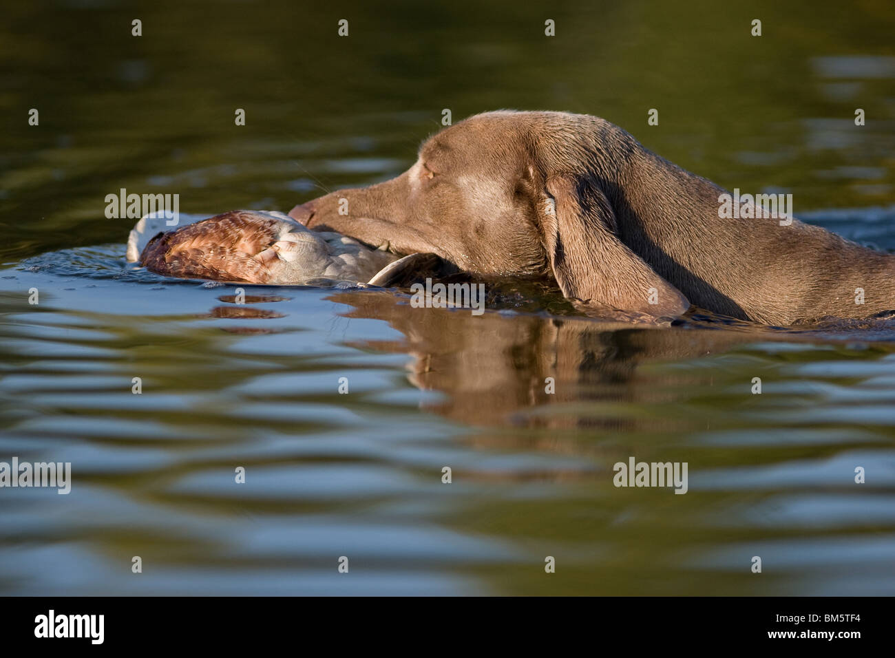 Weimaraner auf Entenjagd Stockfoto