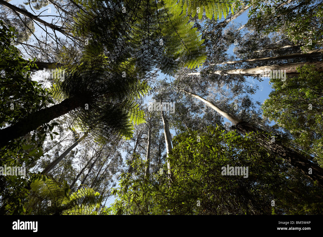 Nach oben in die Baumkronen im Great Otway National Park, Victoria, Australien Stockfoto