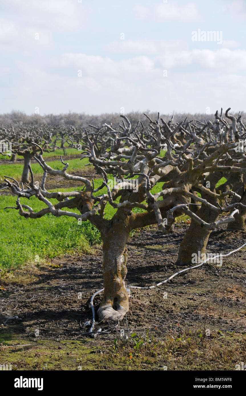 Feigenbäume wachsen in Feld Stockfoto