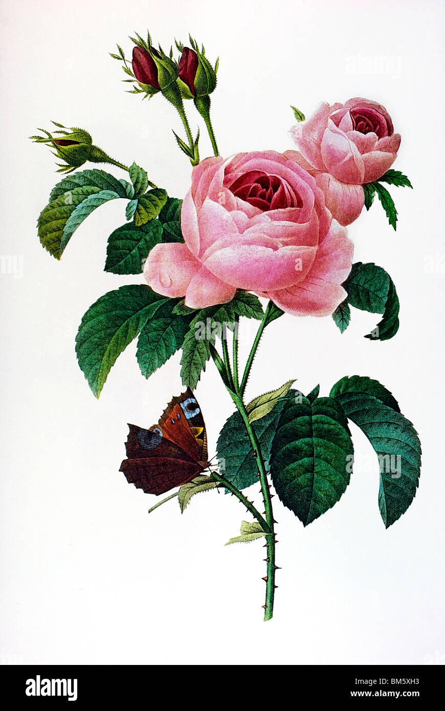 Provence-rose Stockfoto