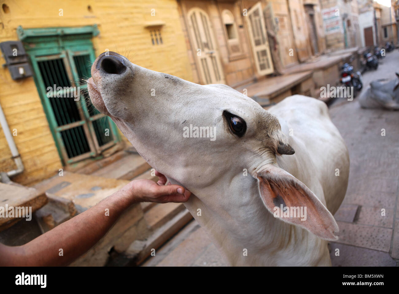 Ein Tourist kitzelt eine Kuh unter dem Kinn auf der Straße in Jaisalmer, Rajasthan, Indien. Stockfoto