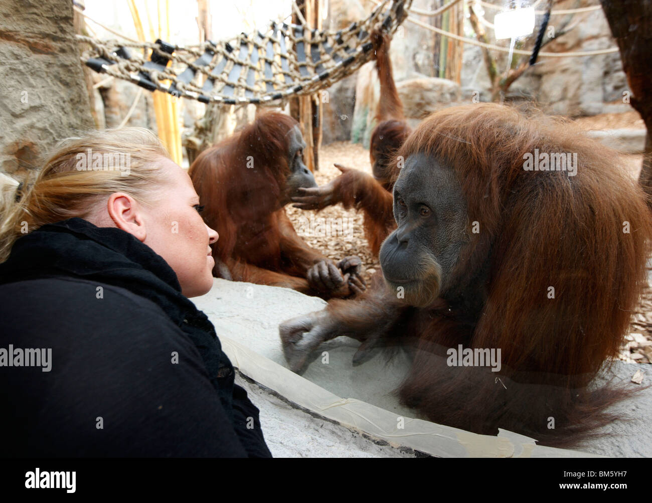 Orang-Outang, Orang-Utan, Affe im Zoo. Stockfoto