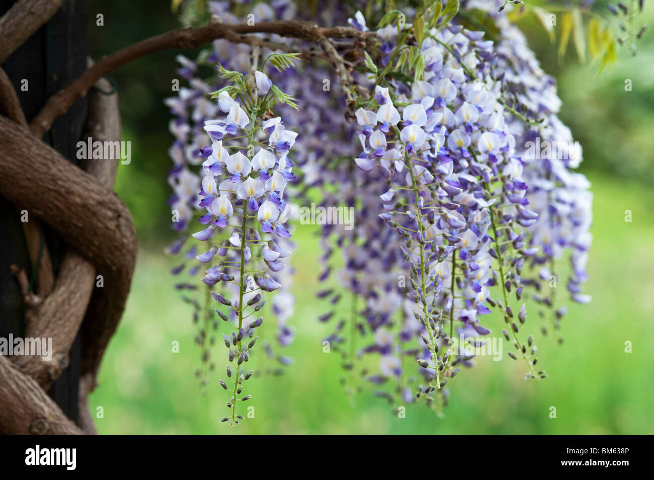 Blühende Wisteria Floribunda Domino an der RHS Wisley Gärten in England Stockfoto